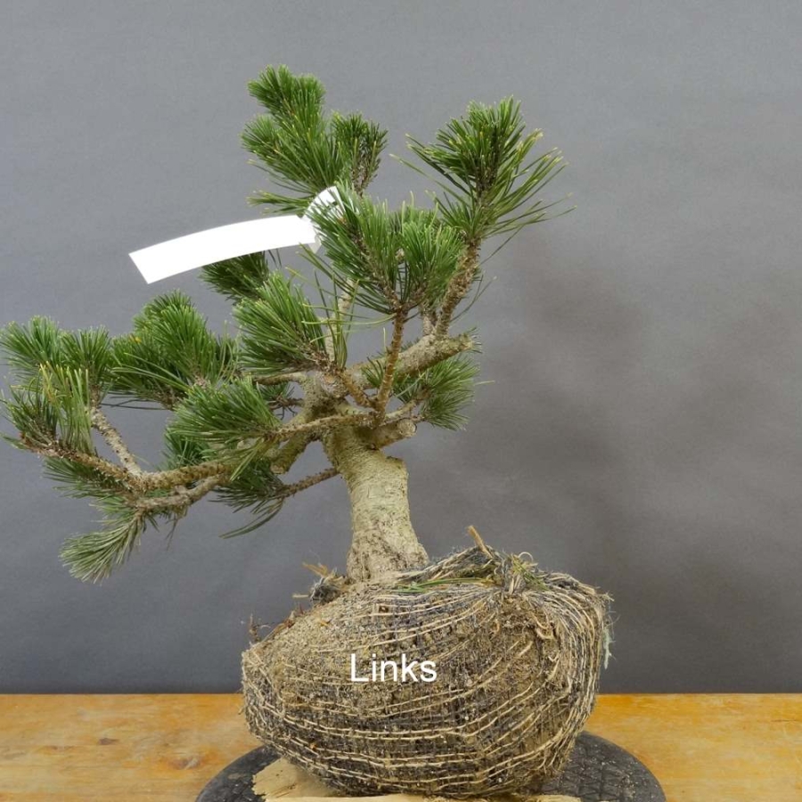 Pinus Pumilio mugo